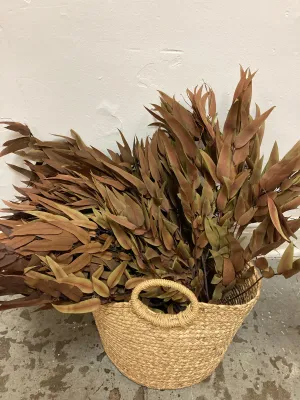 Eucalyptus Dried Bunch - Assorted Styles